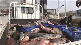 鯉魚,鰱魚,中國,徐州　圖／翻攝自揚子晚報