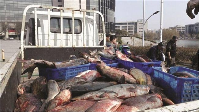 大學清理景觀池　竟撈出破噸「大魚」
