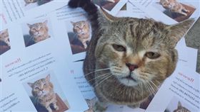 泰國網友誤以為自家貓咪走失，印了超多尋貓啟事。（圖／翻攝自推特帳號：knxxkns）