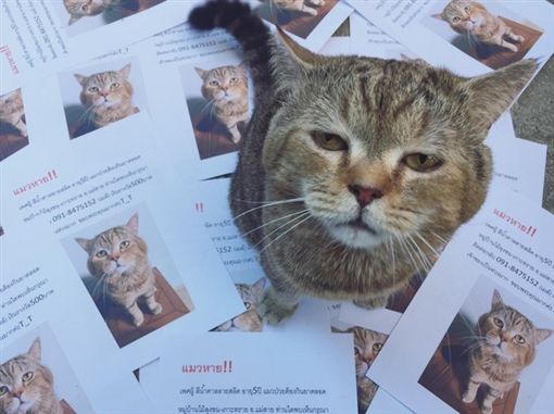 泰國網友誤以為自家貓咪走失，印了超多尋貓啟事。（圖／翻攝自推特帳號：knxxkns）