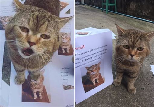 貓咪一臉無奈樣。（圖／翻攝自推特帳號：knxxkns）