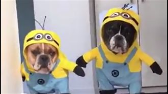 法鬥化身小小兵　歡樂跳舞好開心