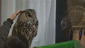 日本貓頭鷹咖啡館。（圖取自加拿大環球新聞網頁globalnews.ca）