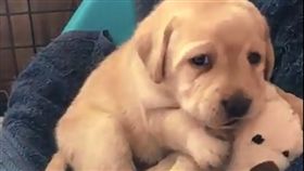 寵物,毛孩,萌,拉拉,玩具
(圖片來源:ig@bbflabradors)