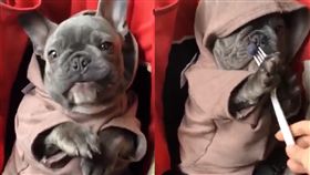 法鬥,藍莓,吃,毛小孩,愛上毛們
(圖片來源:ig@bluenjy)