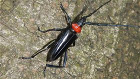 紅頸長角天牛,Aromia bungii(推特 https://twitter.com/wahrheit_pfeil/status/743689159957614593)