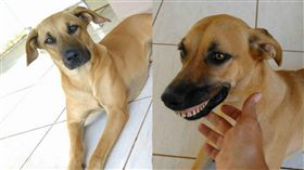 愛犬躲後院挖土　回來詭異笑容嚇壞主人。資料來源：Mornington Peninsula Dog Lovers臉書