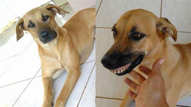 愛犬躲後院挖土　詭異笑容嚇壞主人