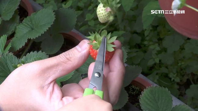 把握周末好天氣　民眾搶進內湖採草莓