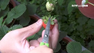 把握周末好天氣　民眾搶進內湖採草莓