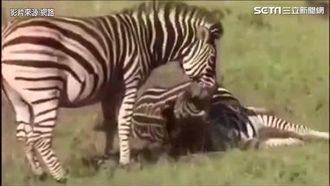 母斑馬難產昏迷　斑馬爸這樣救母子
