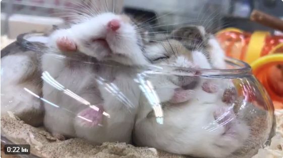 擠在碗裡取暖　倉鼠變成超Q燒麻糬