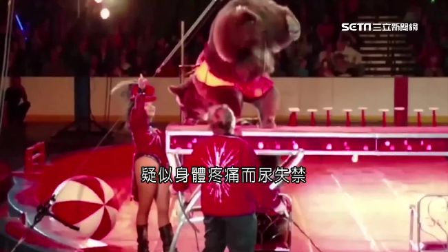 悲！馬戲團棕熊倒立　疑受虐竟尿失禁
