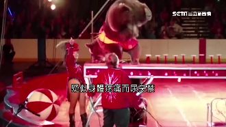 悲！馬戲團棕熊倒立　疑受虐竟尿失禁