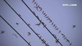 「黃金」襲擊！千隻燕北返夜棲民叫苦