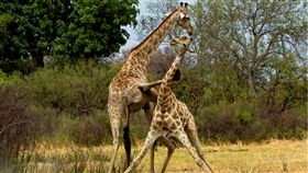 兩隻長頸鹿用腳打架。（圖／翻攝自Caters／Thomas Retterath​）