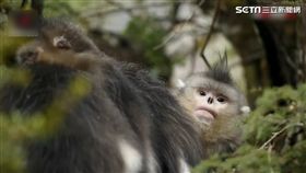 小猴子幸福模樣。
圖／翻攝梨視頻)