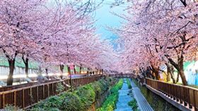 日本,櫻花。（圖／翻攝自Skyscanner網站）