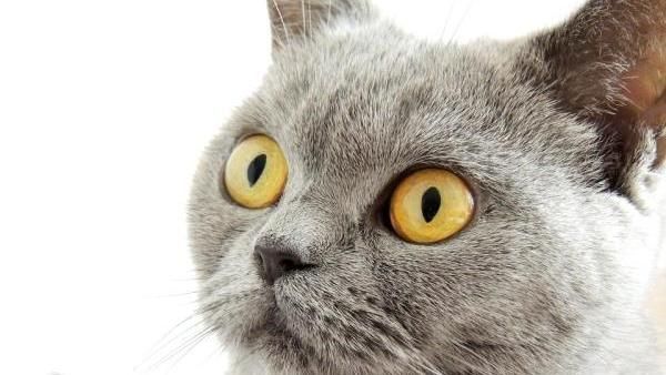 飼主注意！各縣市犬貓絕育補助總整理
