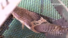 抓蛇花二億18001