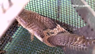 年花22億！全台三地捕蜂捉蛇花最兇