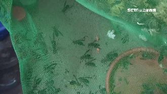 彰化捕蜂蛇年逾7千件　商機破千萬