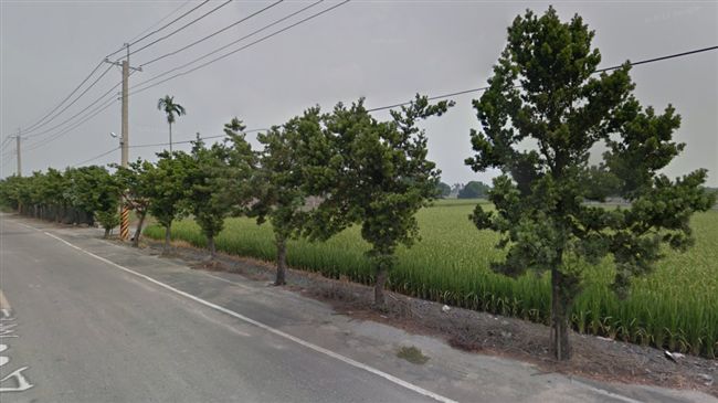 台東有金城武樹　雲林有千萬大道！