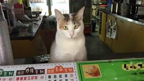 ▲貓老闆飲料店，想喝飲料自己來。（圖／翻攝自臉書「貓咪也瘋狂俱樂部 CrazyCat club」）