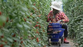 變少、變貴、口感也變了
變調的水果王國