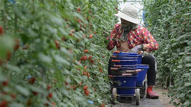 變少又變貴　台灣「水果王國」變調？