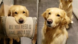 黃金為了吃　叼枕頭向主人高調示愛