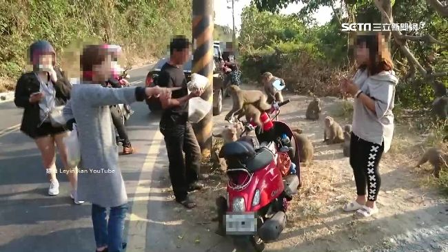 賞猴客多汽機車亂停　柴山塞車住戶怨