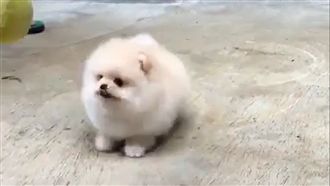 軟Ｑ博美牌麻糬　跟著主人趴趴造