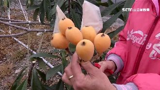 暖冬風災亂花期　枇杷產量少價格飆漲
