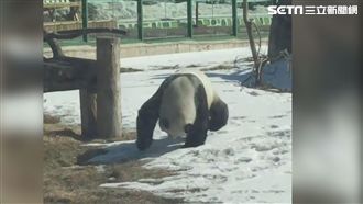 熊貓雪地翻滾　網友表示：超療癒