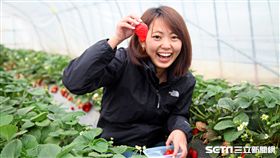 採草莓,日本,旅遊,深作農場,草莓蛋糕。（圖／記者簡佑庭攝）