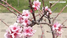 三月初春巴克禮公園櫻花綻放　台南成為花園城市（圖／台南市政府工務局）