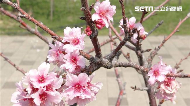 三月初春　台南巴克禮公園櫻花綻放啦