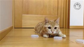 喵,毛小孩,特技,愛上毛們,寵物
(圖片來源:翻攝臉書The Pet Collective)