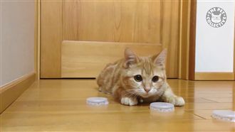 地表最強守門喵　一個也逃不過牠肉掌