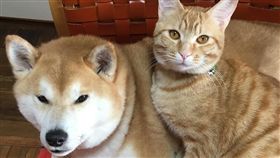 貓,狗,睡,毛小孩,愛上毛們
(圖片來源:ig@shibainu.gaku)
