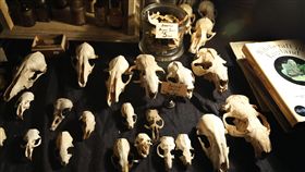 巫術（圖／美聯社／達志影像）