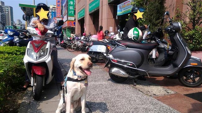 違停婦罵導盲犬　路人仗義報警給教訓