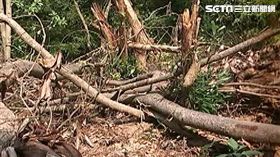 濫伐，示意圖。資料照