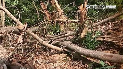 山林砍光沒看見　公務員遭重判定讞