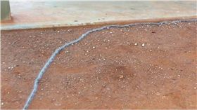 毛毛蟲,每日郵報,排隊,澳洲　圖／翻攝自臉書