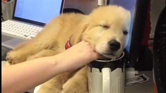 小黃金趴桌睡覺　不給主人用電腦♥