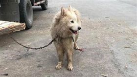 男子市場論斤買狗，回頭發現自己賺翻了（圖／翻攝自China.com）