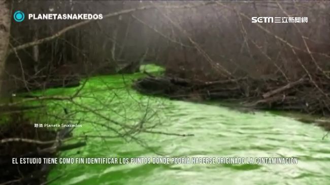 整條小河變「綠油精」　竟是這個害的