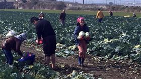 高麗菜,嘉義,採收,免費
圖／中央社